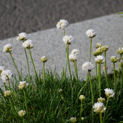 Armeria maritima 'Alba' -  Gazon d'espagne