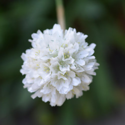 Armeria maritima 'Alba' -  Gazon d'espagne