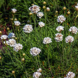 Armeria maritima 'Alba' -  Gazon d'espagne