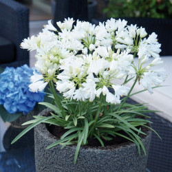 Agapanthe Double Diamond