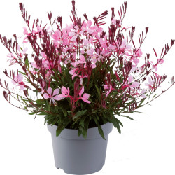 Gaura lindheimeri ‘Gaudi Pink’