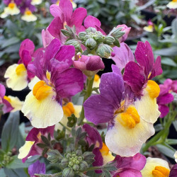 Nemesia fruticans 'Menor magenta'