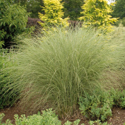 Miscanthus sinensis ‘Morning Light’
