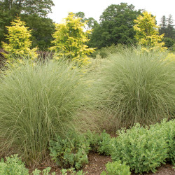 Miscanthus sinensis ‘Morning Light’