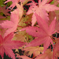 Acer palmatum Sangokaku