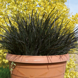 Ophiopogon japonicus ‘Hosoba Kokuryu’
