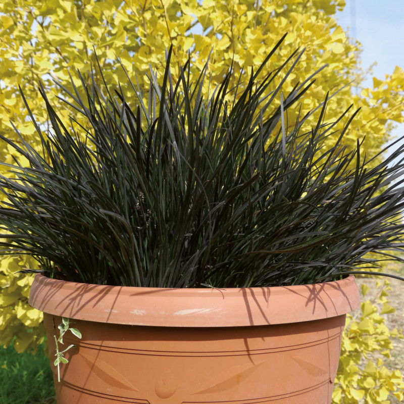 Ophiopogon japonicus ‘Hosoba Kokuryu’