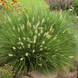 Pennisetum ‘Little Bunny’