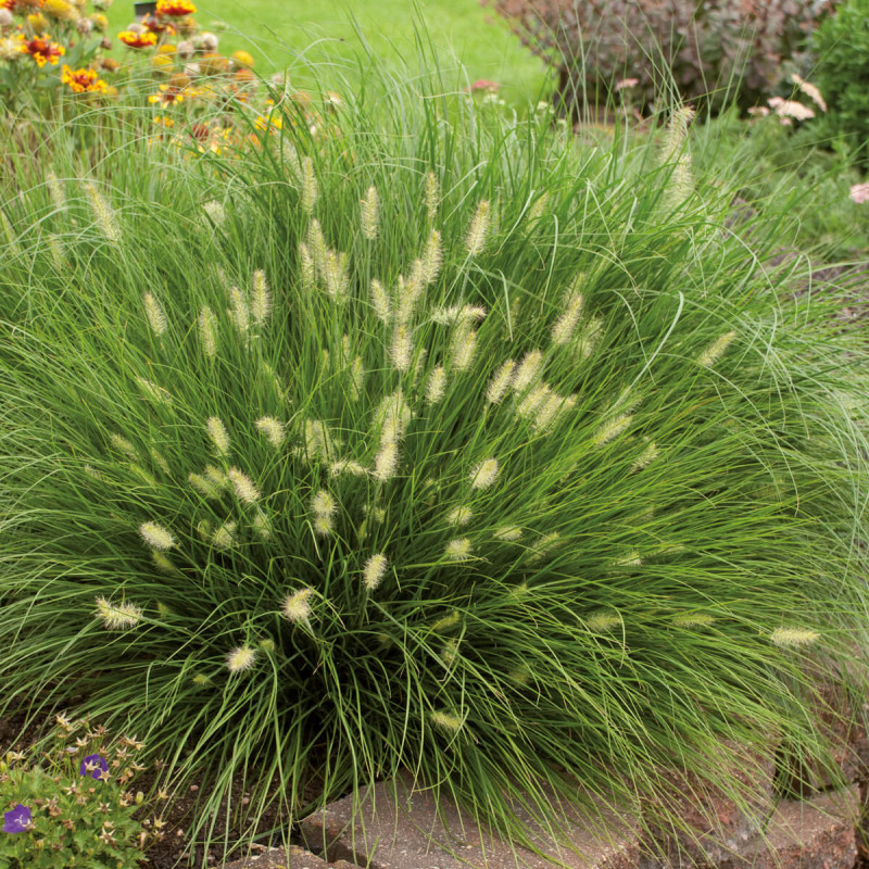 Pennisetum ‘Little Bunny’
