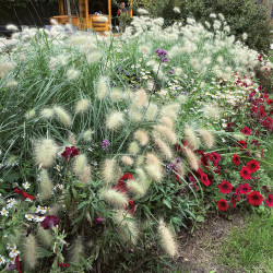 Herbe aux écouvillons