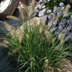 Herbe aux écouvillons