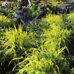 Phalaris arundinacea Pure Gold