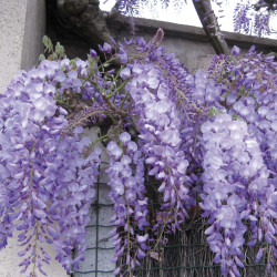 Glycine du Japon
