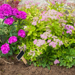 Spiraea japonica ‘Golden Princess’