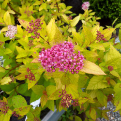 Spiraea japonica ‘Golden Princess’