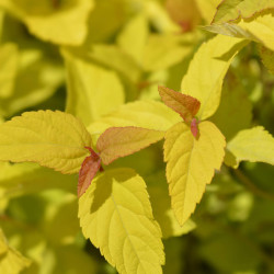 Spiraea japonica ‘Golden Princess’