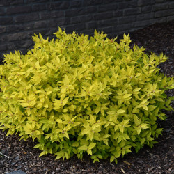 Spiraea japonica ‘Golden Princess’