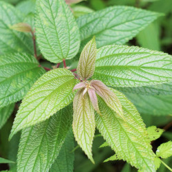 Spiraea japonica ‘Golden Princess’