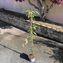 Mandevilla laxa - Jasmin du Chili