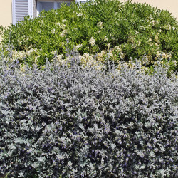 Teucrium fruticans ‘Ouarzazate‘