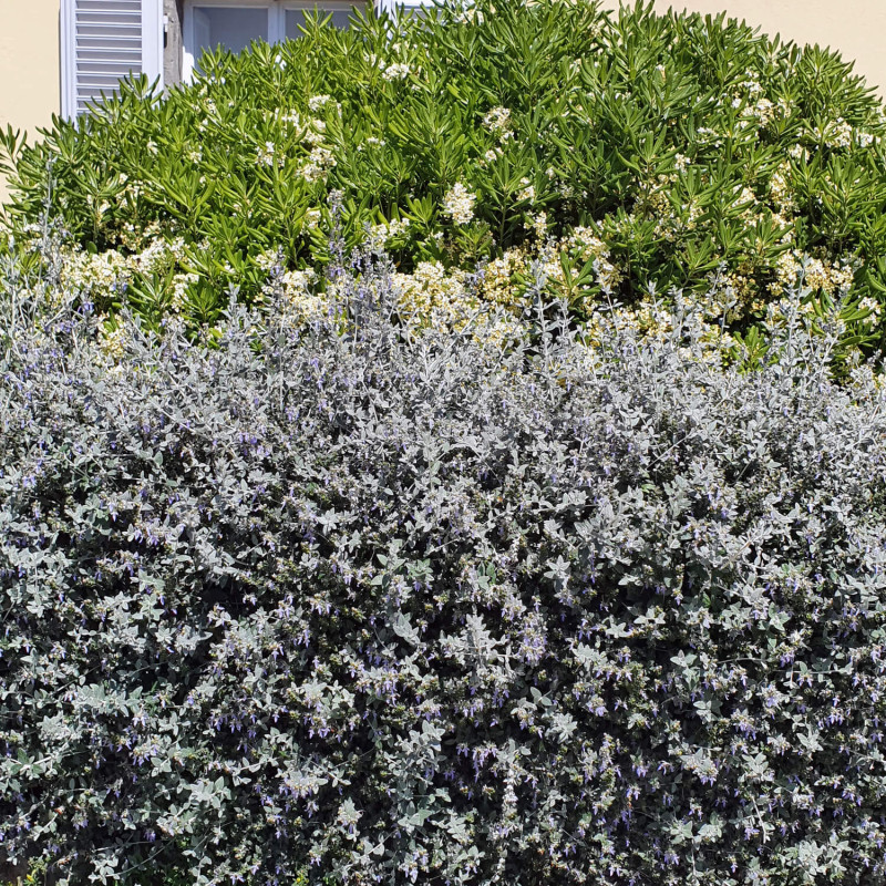 Teucrium fruticans ‘Ouarzazate‘