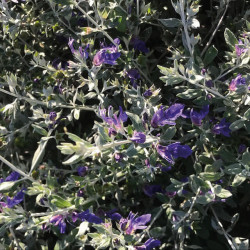 Teucrium fruticans ‘Ouarzazate‘
