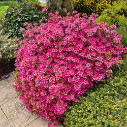 Azalea japonica ‘Hino Crimson’