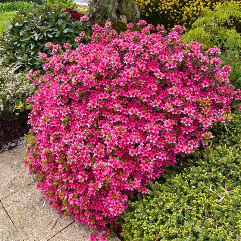 Azalea japonica ‘Hino Crimson’