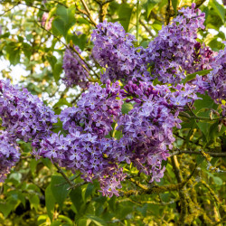Syringa vulgaris ‘Katherine Havemeyer’