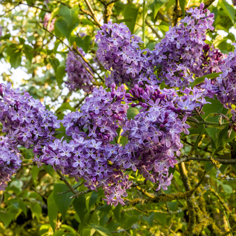 Syringa vulgaris ‘Katherine Havemeyer’