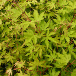 Acer palmatum Sangokaku