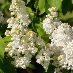 Syringa vulgaris ‘Mme Lemoine’