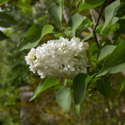 Syringa vulgaris ‘Mme Lemoine’