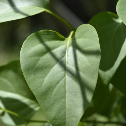 Syringa vulgaris ‘Mme Lemoine’