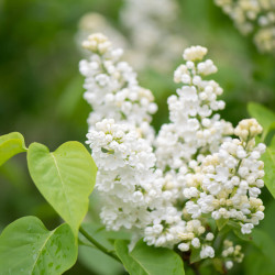Syringa vulgaris ‘Mme Lemoine’