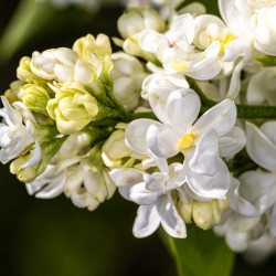 Syringa vulgaris ‘Mme Lemoine’