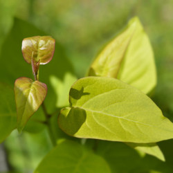 Syringa vulgaris 'Prince wolkonski' - Lilas commun