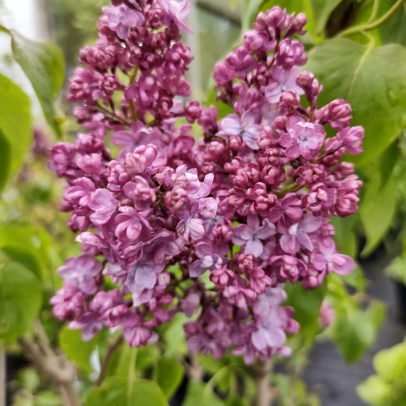 Syringa vulgaris 'Prince wolkonski' - Lilas commun