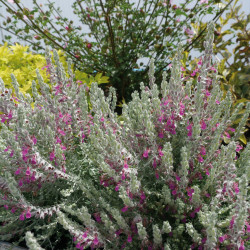 Teucrium marum