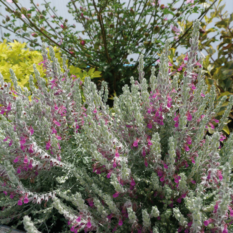 Teucrium marum