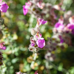 Teucrium marum