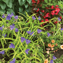 Tradescantia ‘Blue and Gold’
