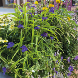Tradescantia ‘Blue and Gold’