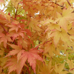 Acer palmatum Sangokaku
