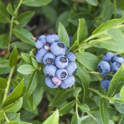 Myrtillier Little Blue Wonder