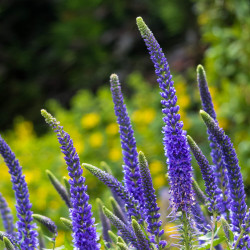 Veronica spicata 'Anniversary Blue'