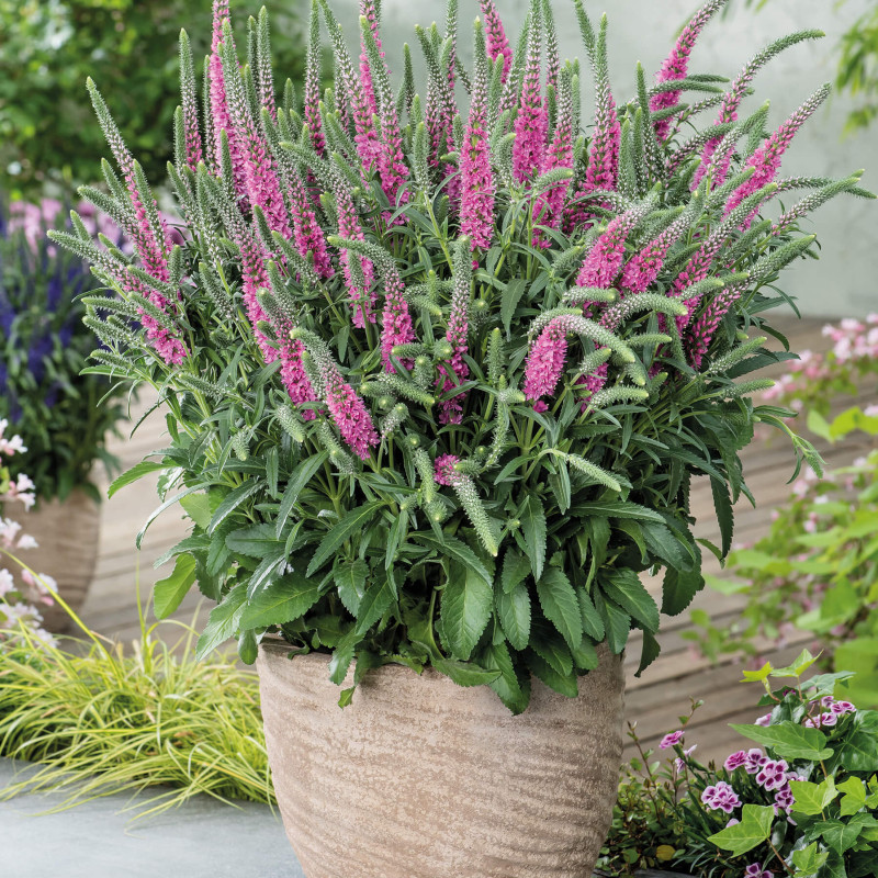Veronica spicata 'Anniversary Rose' - Véronique
