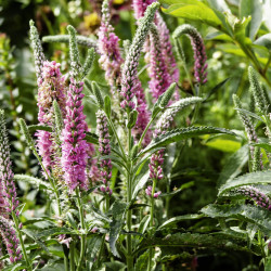 Veronica spicata 'Anniversary Rose' - Véronique