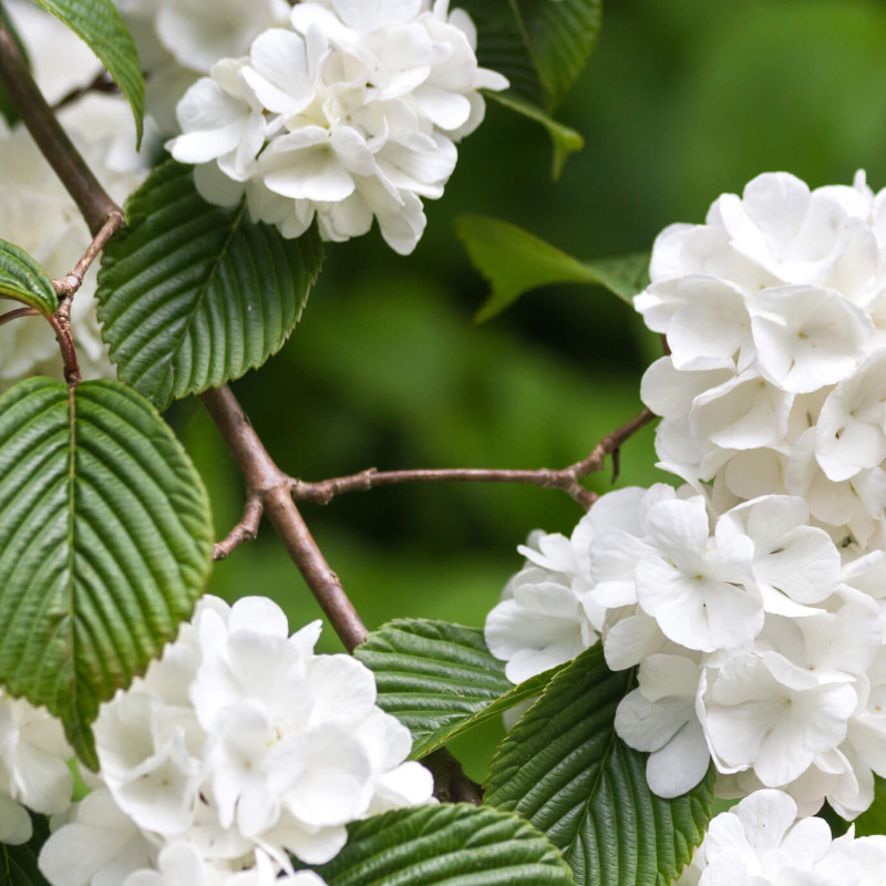 Viburnum plicatum Popcorn en fleur au printemps