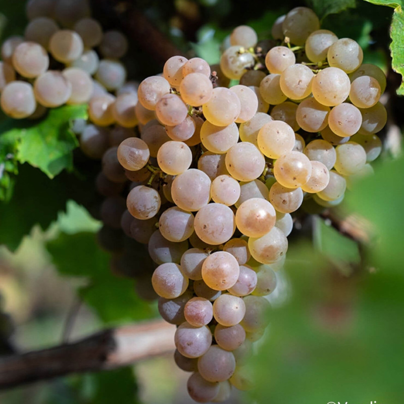Vitis vinifera Vign’happy®